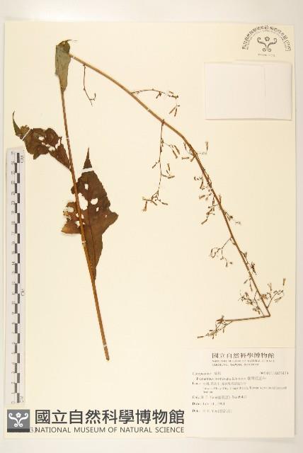 臺灣福王草藏品圖，第1張