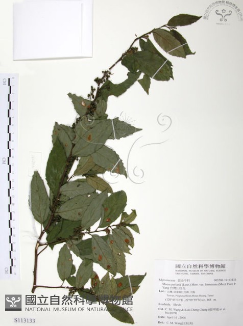 台灣山桂花藏品圖，第1張