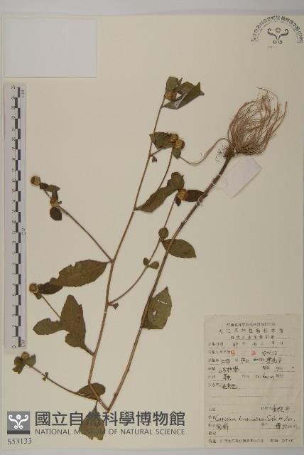 煙管草藏品圖，第1張