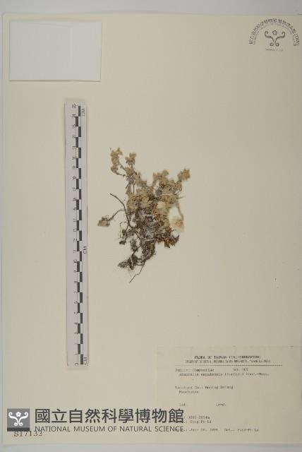 尼泊爾籟簫藏品圖，第1張