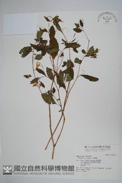 水金鳳藏品圖，第1張