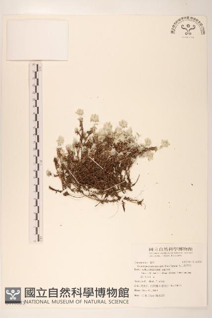 玉山薄雪草藏品圖，第1張