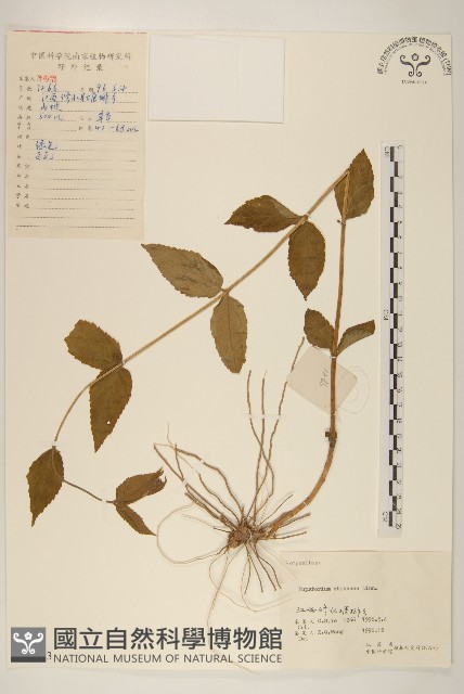 華澤蘭藏品圖，第1張