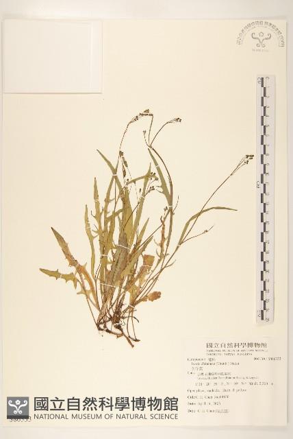 兔仔菜藏品圖，第1張