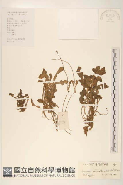 匐莖栓果菊藏品圖，第1張