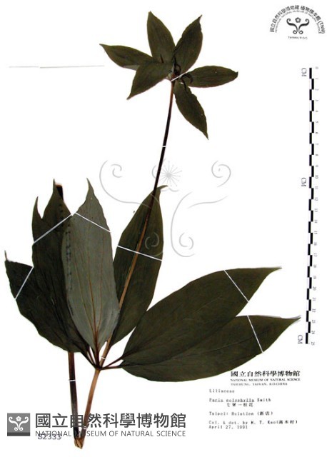 七葉一枝花藏品圖，第1張