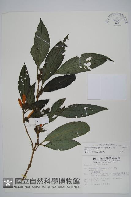 長穗馬藍藏品圖，第1張