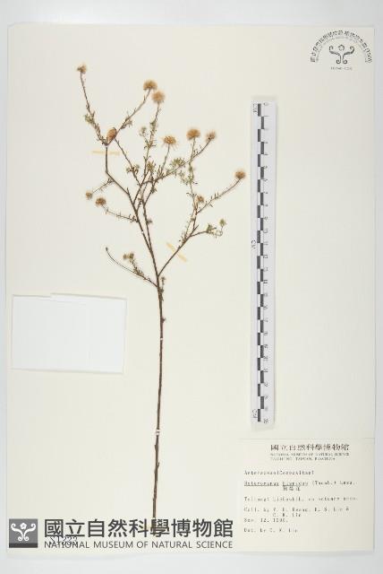 狗娃花藏品圖，第1張