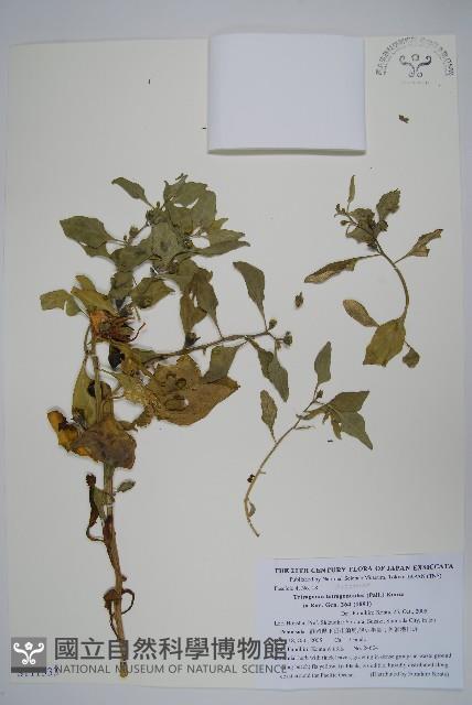 番杏藏品圖，第1張