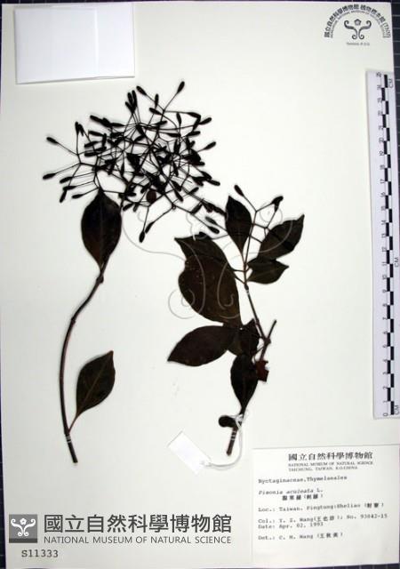 腺果藤、刺藤藏品圖，第1張