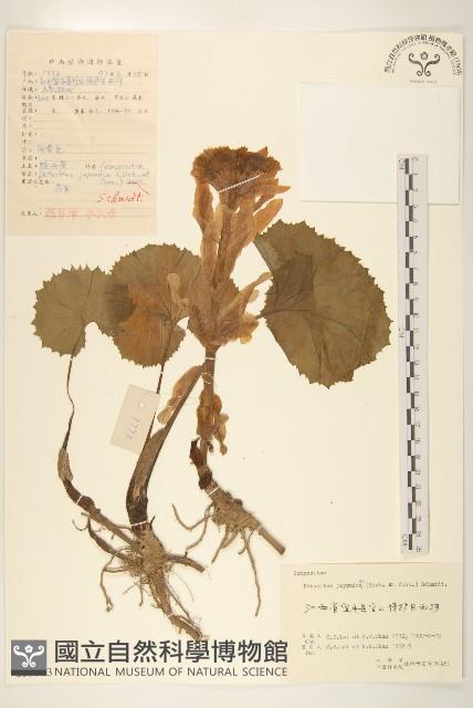 蜂斗菜、蛇頭菜藏品圖，第1張