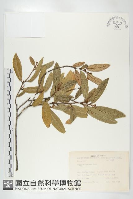 臺灣胡頹子藏品圖，第1張