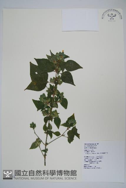 華九頭獅子草藏品圖，第1張