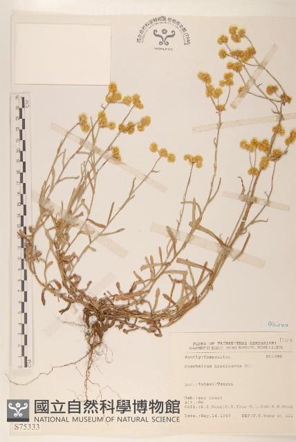 秋鼠麴草藏品圖，第1張