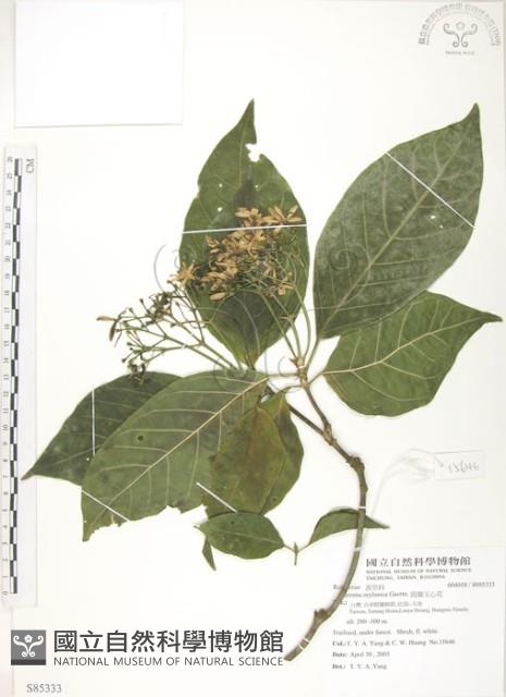 錫蘭玉心花藏品圖，第1張