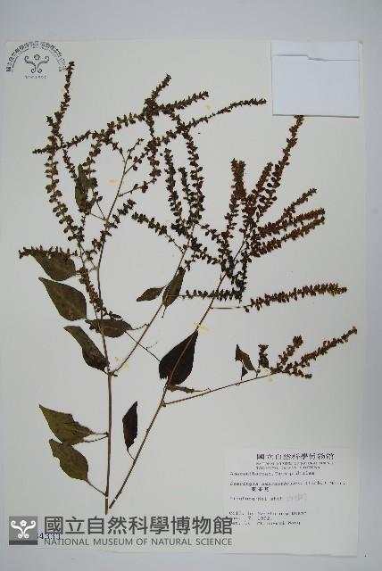 Accession Number:S004333 Collection Image, Figure 1, Total 2 Figures