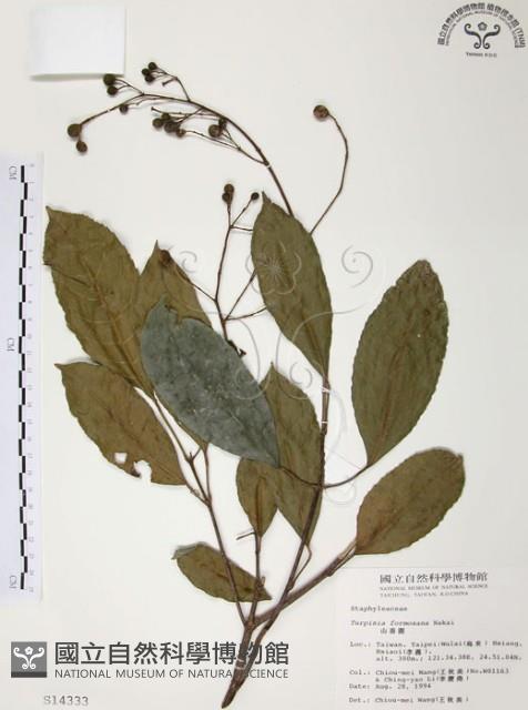 山香圓藏品圖，第1張