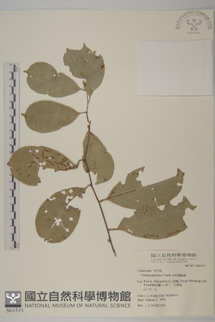 光果南蛇藤藏品圖，第1張