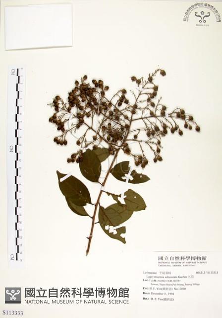 九芎藏品圖，第1張