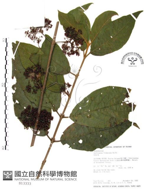 杜虹花，台灣紫珠藏品圖，第1張