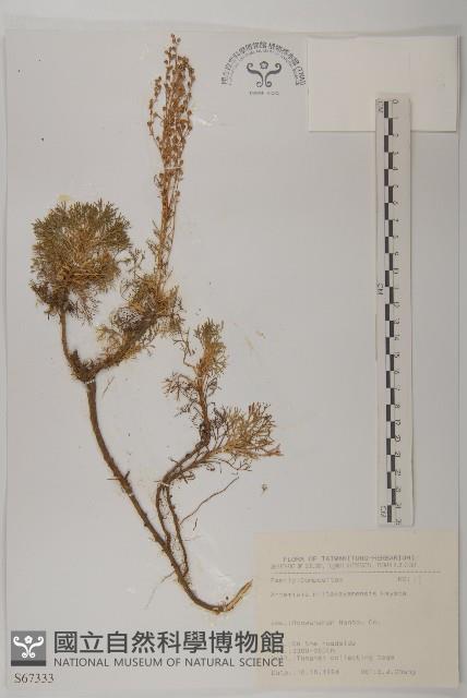 高山艾藏品圖，第1張