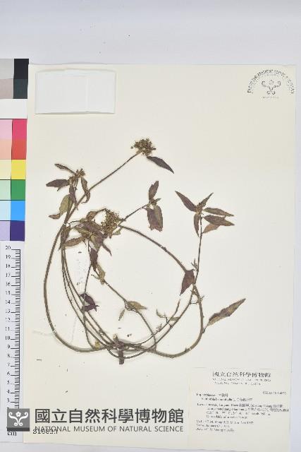 白苞猩猩草藏品圖，第1張