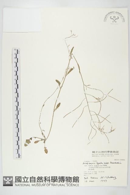 玉山筷子芥藏品圖，第1張