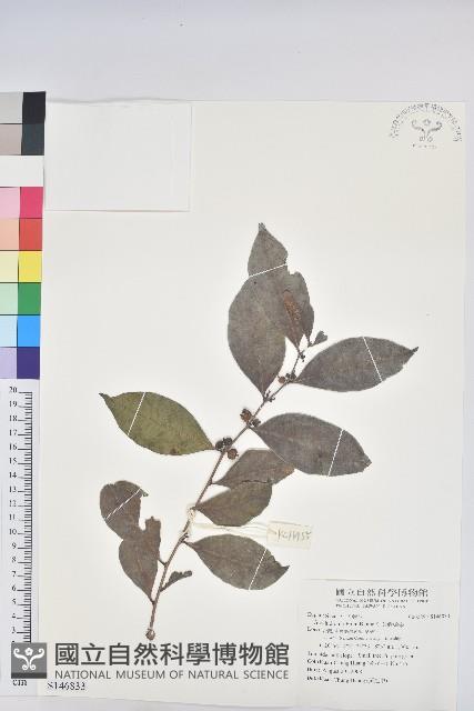 細葉饅頭果藏品圖，第1張