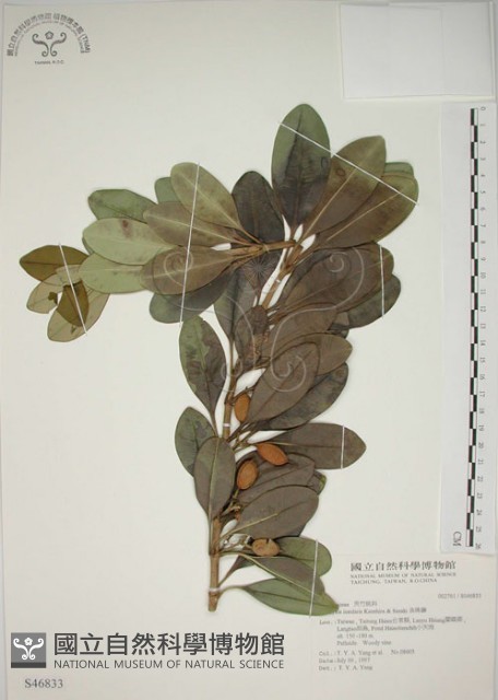 蘭嶼念珠藤藏品圖，第1張