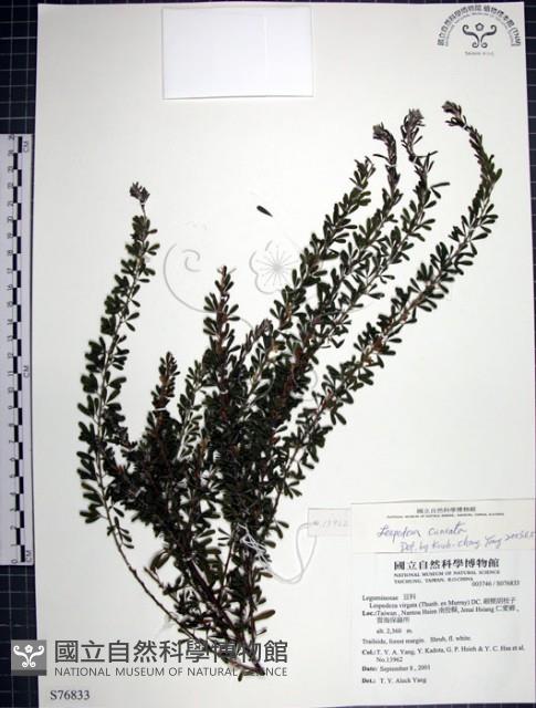 鐵掃帚、千里光藏品圖，第1張