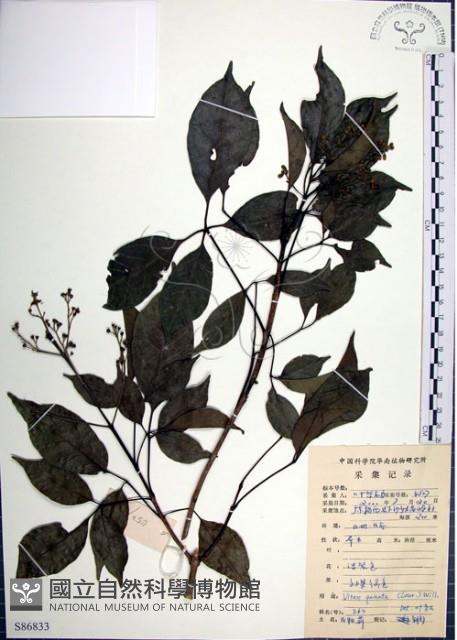 Five-leaved chaste tree Collection Image