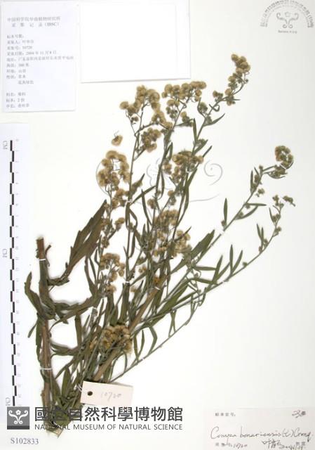 美洲假蓬藏品圖，第1張