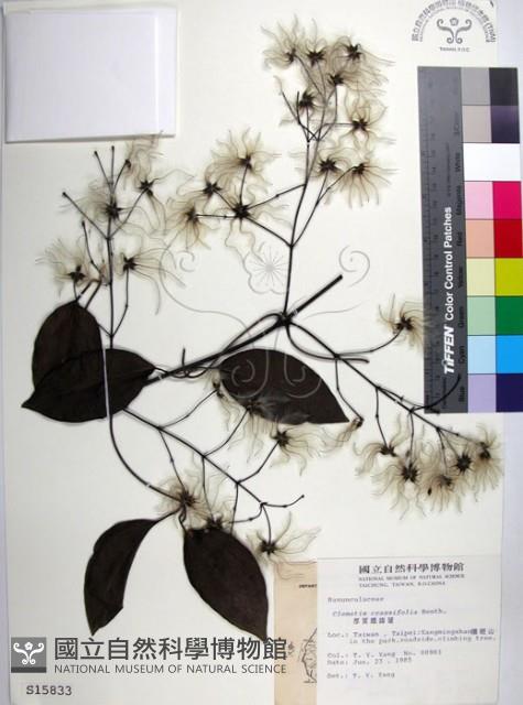 Accession Number:S015833 Collection Image