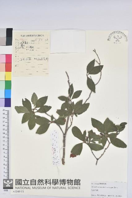 迎紅杜鵑藏品圖，第1張