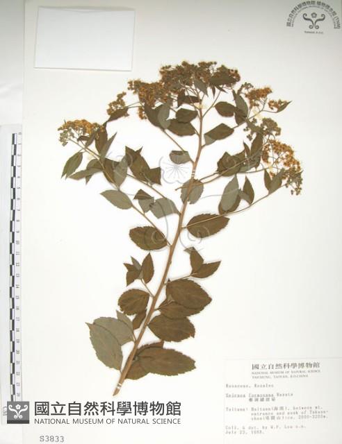 臺灣繡線菊藏品圖，第1張