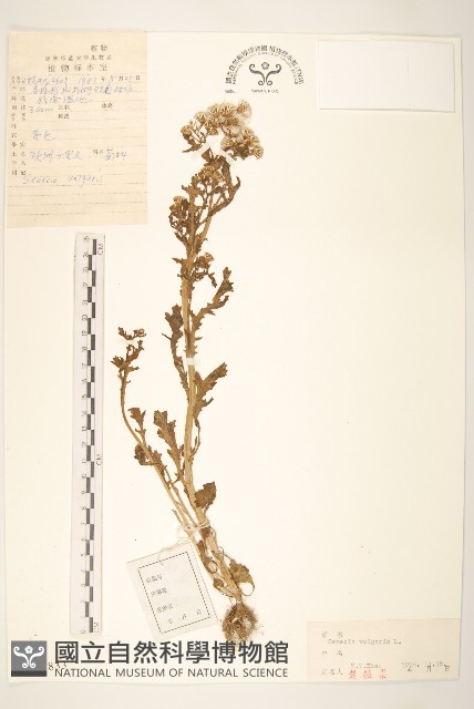 歐洲黃菀藏品圖，第1張