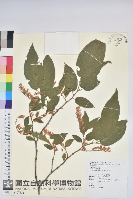 南燭藏品圖，第1張