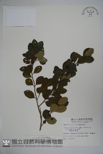 倒卵葉冬青、金平氏冬青藏品圖，第1張