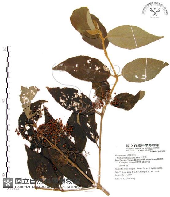 杜虹花，台灣紫珠藏品圖，第1張