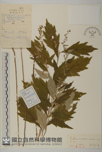 寬葉山蒿藏品圖，第1張