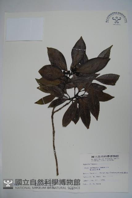 松田氏冬青藏品圖，第1張