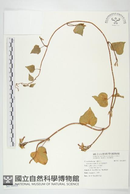 紅花野牽牛藏品圖，第1張