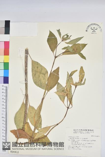 Accession Number:S016933 Collection Image