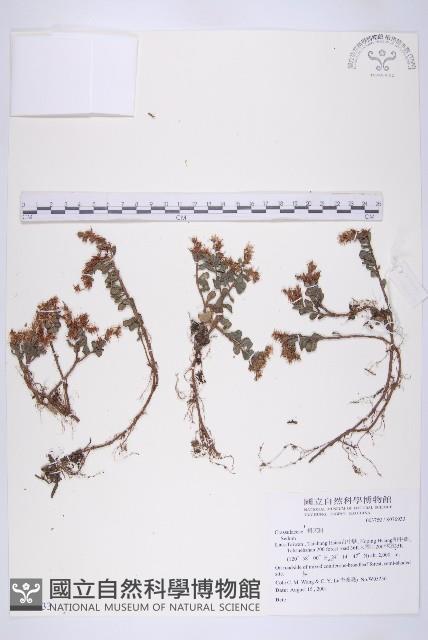 登錄號:S076933藏品圖，第1張