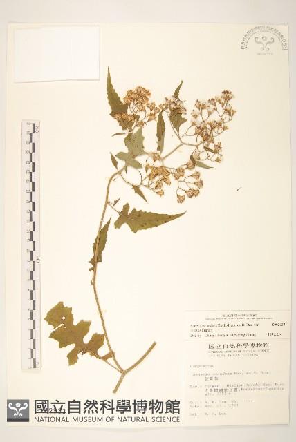 裂葉蔓黃菀藏品圖，第1張