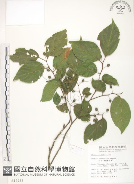 石朴藏品圖，第1張