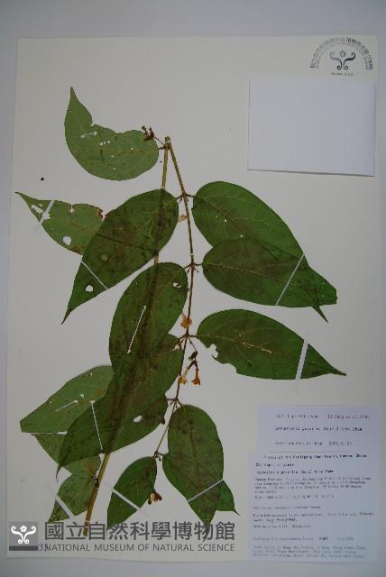 纖細風吹蕭藏品圖，第1張