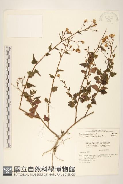 小蔓黃苑藏品圖，第1張