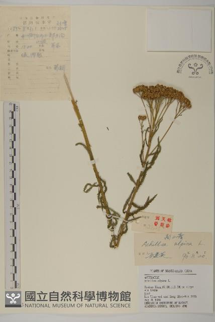 蓍草藏品圖，第1張