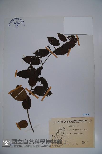 忍冬、金銀花藏品圖，第1張